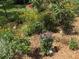 Close-up of a well-maintained garden, showcasing a variety of plants and colorful flowers at 7604 Weeping Willow Cir, Sarasota, FL 34241