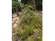 A quaint garden featuring a charming wooden gate and vibrant yellow wildflowers and foliage, creating a colorful and inviting outdoor space at 7604 Weeping Willow Cir, Sarasota, FL 34241