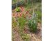A garden with red and yellow flowers and lavender plants, offering a colorful and visually appealing landscape feature at 7604 Weeping Willow Cir, Sarasota, FL 34241