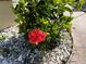 Close up of a red hibiscus flower blooming amidst lush green foliage and pebble ground cover at 19358 Edgewater Dr, Port Charlotte, FL 33948