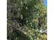 Close-up of a Mango tree with ripe fruit at 5702 Tangerine S Ave, Gulfport, FL 33707