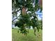 Backyard mango tree laden with ripe, ready-to-eat mangos, near the lake at 7026 43Rd E Ave, Palmetto, FL 34221