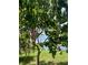 Lush mango tree in a beautiful tropical yard, full of ripe mangos and a beautiful lake at 7026 43Rd E Ave, Palmetto, FL 34221