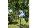 Lovely mango tree loaded with fruit in a lush green tropical backyard with lake views at 7026 43Rd E Ave, Palmetto, FL 34221