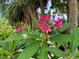 Beautiful Plumeria flowers adorn the lush landscaping, enhancing the tropical ambiance of the community at 3810 75Th W St # 137, Bradenton, FL 34209