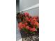 Vibrant red Ixora flowers along the front of the home provide curb appeal at 14312 Crimson Ave, Bradenton, FL 34211