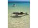 Clear ocean waters featuring a dolphin and pelican swimming by the shore at 14312 Crimson Ave, Bradenton, FL 34211