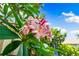 Close-up shot of vibrant pink flowers showcasing the lush landscaping around the property at 3530 Wilkinson Woods Dr # 14, Sarasota, FL 34231