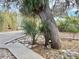 Landscaped front yard showing attractive trees and plantings at 3767 Pinstar Ter, North Port, FL 34287