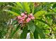 View of backyard with flowering plants, tropical foliage, and light fixtures at 1738 Siesta Dr, Sarasota, FL 34239