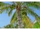 A close-up shot of a towering palm tree against a clear blue sky, showcasing its abundant coconuts at 1738 Siesta Dr, Sarasota, FL 34239