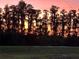 Beautiful trees silhouetted against a vibrant sunset create a serene and picturesque landscape at 19293 Breynia Dr, Lutz, FL 33558