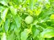 Close up of green leaves, possibly in the yard at 8509 La Boca Ave, North Port, FL 34287
