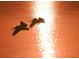Two pelicans are silhouetted against the bright light of the sun reflecting off the water at 701 Marbury Lane, Longboat Key, FL 34228