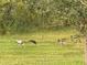 Serene backyard view with lush grass and wildlife at 8430 Acorn Blvd, Punta Gorda, FL 33982