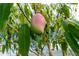 A close-up shows a vibrant mango on a tree surrounded by lush green leaves at 22062 Marshall Ave, Port Charlotte, FL 33952
