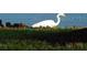 Great Egret bird by the water's edge at 2160 Heron Lake Dr # 104, Port Charlotte, FL 33983