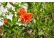 Closeup of orange hibiscus flower at 25115 Esmeralda Ct, Punta Gorda, FL 33955