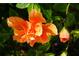 Vibrant close-up of an orange hibiscus flower in full bloom, highlighting its intricate petal structure at 25115 Esmeralda Ct, Punta Gorda, FL 33955