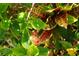 Vibrant tropical foliage, featuring a mix of green, yellow, and red leaves with a small hibiscus bud at 25115 Esmeralda Ct, Punta Gorda, FL 33955
