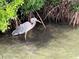A great blue heron wades in the shallows of a Florida waterway at 3700 Candia Dr, Punta Gorda, FL 33950