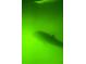 Underwater view with blurry marine life visible in murky green-tinted water at 18305 Wolbrette Cir, Port Charlotte, FL 33948