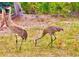 Two sandhill cranes with their two chicks in a grassy yard at 500 Woodstork Ln, Punta Gorda, FL 33982