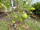 The yard has a healthy grapefruit tree growing outside the mobile home at 6642 Acacia Ct, North Port, FL 34287