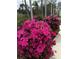 Beautiful pink azalea bushes add a pop of color to the meticulously maintained landscaping at 1426 Natrona Dr, North Port, FL 34286