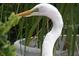 Closeup of a serene white heron enjoying a peaceful moment in a lush, green environment at 18938 Ayrshire Cir, Port Charlotte, FL 33948
