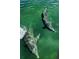 A sunny view of two playful dolphins swimming through the clear, green ocean water at 21422 Mallory Ave, Port Charlotte, FL 33952