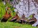 A group of Black-bellied Whistling Ducks standing on a green bank near the edge of a body of water with trees behind them at 623 Oak Hill Cir # 28, Sarasota, FL 34232