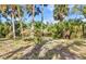 Lush backyard featuring mature palm trees and direct water access, creating a serene outdoor space at 5601 Taylor Rd, Punta Gorda, FL 33950