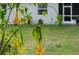Backyard foliage featuring angel's trumpet at 1470 Atwater Dr, North Port, FL 34288