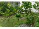 Backyard lime tree, highlighting fresh, green fruit at 1470 Atwater Dr, North Port, FL 34288