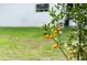 Citrus tree with oranges in the backyard at 1470 Atwater Dr, North Port, FL 34288