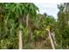 Papaya trees in the yard, featuring foliage and immature fruit at 1470 Atwater Dr, North Port, FL 34288