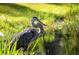 Scenic backyard with lush green grass and a gray heron standing by the pond at 16571 Cape Horn Blvd, Punta Gorda, FL 33955
