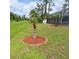 Backyard with a decorative mulch bed featuring a young palm tree, lush lawn, and screened pool enclosure at 1563 Arundel Ave, North Port, FL 34288