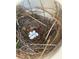 Close up of a bird nest containing multiple bird eggs in a cozy, twig-lined space at 301 Palmetto Ne Dr, Port Charlotte, FL 33952