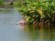 Scenic community pond featuring a pink bird wading near lush greenery at 2060 Willow Hammock Cir # 207, Punta Gorda, FL 33983