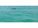 Beautiful ocean view with playful dolphins swimming in bright blue-green waters at 4168 Harbor Blvd, Port Charlotte, FL 33952