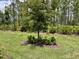 Lush backyard featuring beautiful trees and plants creating a serene outdoor setting at 1352 Raspberry Dr, North Port, FL 34289