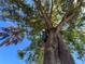 Large tree with many branches and leaves stretching up towards the clear blue sky at 352 Oak St, Englewood, FL 34223
