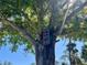 Birdhouse mounted high up in the branches of a large, leafy tree against a blue sky at 352 Oak St, Englewood, FL 34223