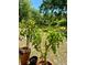 Potted plants with tomatoes adorn the backyard, offering a serene outdoor setting at 3721 Adelaide Ave, North Port, FL 34288