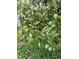 Image of a mango tree in the yard, filled with unripe mangos at 1305 Alton Rd, Port Charlotte, FL 33952