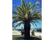 Lush palm tree adding tropical charm to the property's curb appeal at 535 Lindley Ter, Port Charlotte, FL 33952
