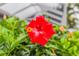 Close-up of a red hibiscus flower at 1814 Pinyon Pine Dr, Sarasota, FL 34240