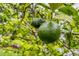 Close-up of two limes on the tree at 1814 Pinyon Pine Dr, Sarasota, FL 34240